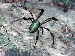 2 Golden Orb Weaver 800