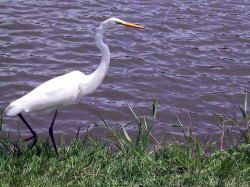 20 One foot up in the air before taking to flight 800