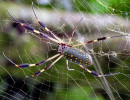 3 Golden Orb Spider in his web 800