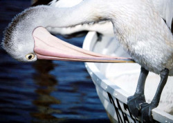 40 Pelican pecking at himself in Australia 800