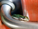 5 Tiny frog resting on a door handle in Papua New Guinea 800