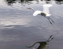 6 Great Egret taking to flight in El Salvador 800
