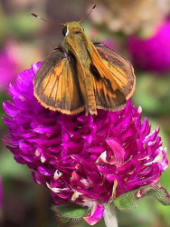 9 Moth perched on a bright red flower 800