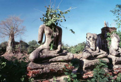 3 enlightened buddhist statue with a plant growing out of the head 800