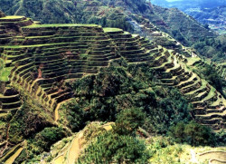 16a milleniums of rice production in the philippines 800b