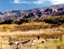 28 sheep herding in the northern desert of argentina 800