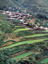 36 philippine village surrounded by ancient rice terraces 800