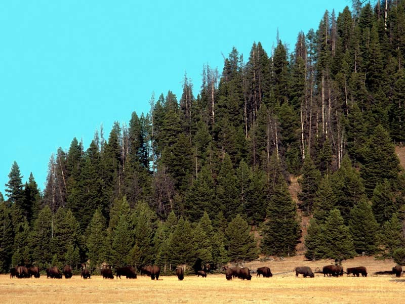 1 small herd of wild buffalo outside of yellowstone aa 800