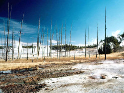 32 thermal activity at yellowstone national park  2  800