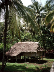 86 thatched home in papua new guinea 800