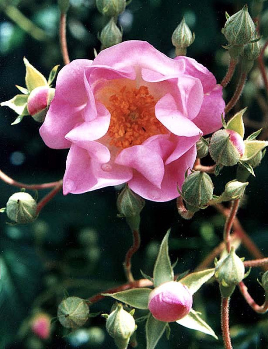 100 can you identify this flower 800