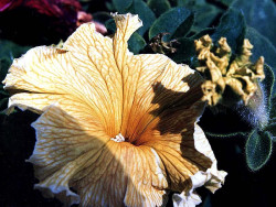 103 can you identify this flower 800