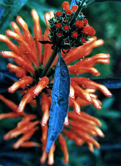 104 can you identify this flower