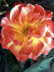 18 can you identify this flower  6  800