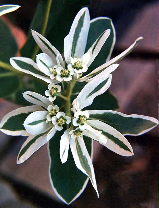 22 can you identify this flower  7  800