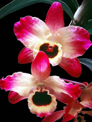 34 multi colored cattleya orchid from guatemala 800