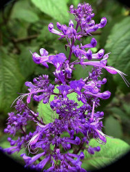 41 can you identify this flower  13  800