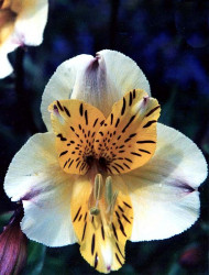 45 can you identify this flower  16  800