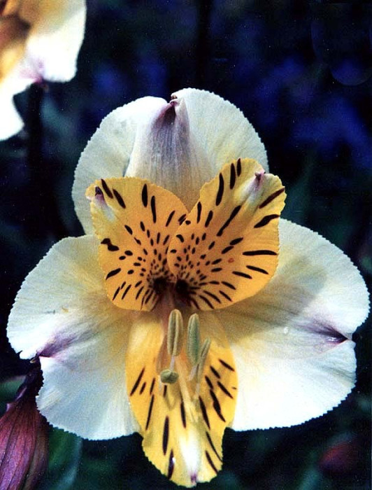 45 can you identify this flower  16  800