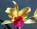 46 cattleya orchid from singapore  4  800