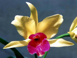 46 cattleya orchid from singapore  4  800