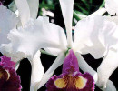 49 cattleya orchid from singapore  13  800