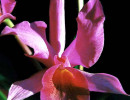 51 cattleya orchid from singapore  11  800
