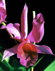 51 cattleya orchid from singapore  11  800