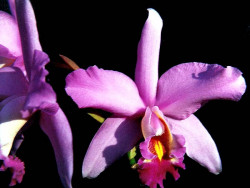 52 cattleya orchid from singapore  7  800