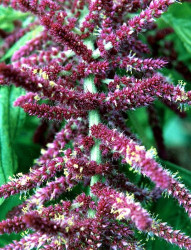 69 can you identify this flower  28  800