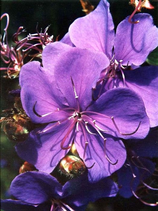 78 can you identify this flower 800