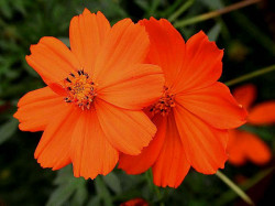 82 help identify this flower . . .800