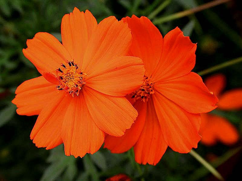 82 help identify this flower . . .800