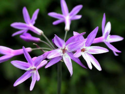 84 help identify this flower . . . 800