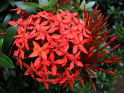 85 help identify this flower . . .  800