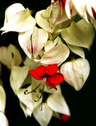 88 help identify this flower . . . 800