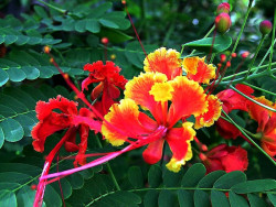 89 help identify this flower . . . 800