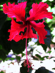 94 flowers malaysia 10 800