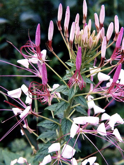 95 help identify this flower . . .800