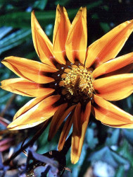 96 can you identify this flower 800