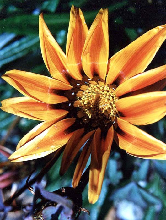 96 can you identify this flower 800