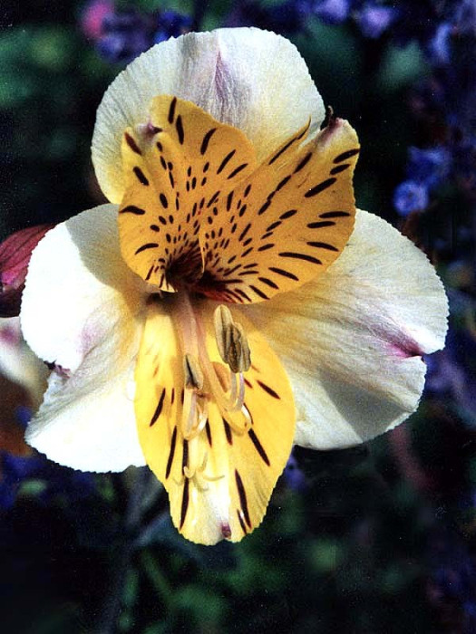 99  can you identify this flower 800