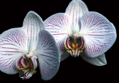 Phalaenopsis