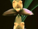 11 lycaste orchid from singapore 800