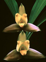 11 lycaste orchid from singapore 800