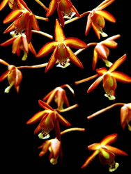 12 onicicium orchid from venezuela 800