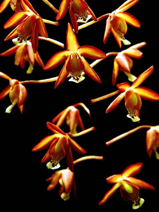 12 onicicium orchid from venezuela 800