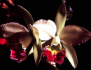 14a cattleya orchid from costa rica  3  800
