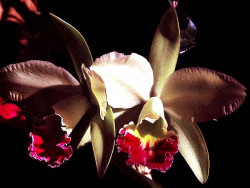 14a cattleya orchid from costa rica  3  800