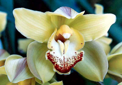 Cymbidium